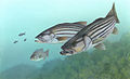 en:Striped bass, en:List of U.S. state fish, en:Striped bass fishing, ...