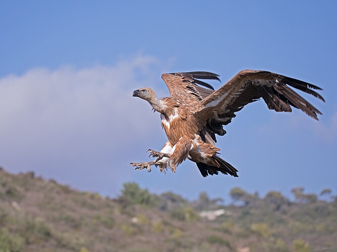 Молодой белоголовый сип (Gyps fulvus)