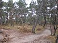 Track leading into the forest