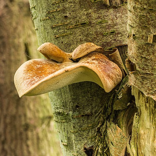 Трутовик изменчивый (Polyporus varius) на стволе мёртвой рябины