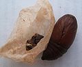 Luna moth cocoon and pupa.