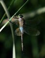 Anax parthenope