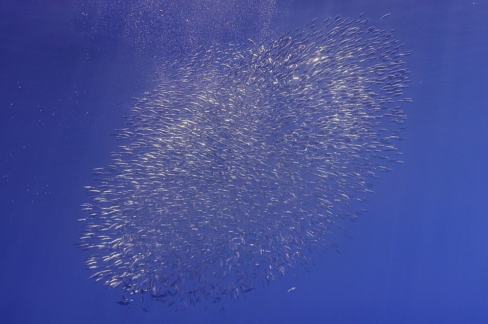 Photographie d’un banc de poissons