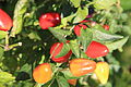 Capsicum annuum 'Bolivian rainbow'