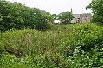 a pond overgrown with plants, there are trees and stone buildings in the background