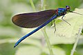 Beautiful Demoiselle, by MichaD