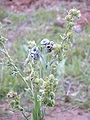 Kretische Hundszunge (Cynoglossum creticum)