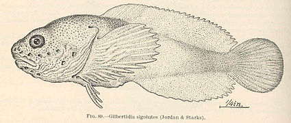 Psychrolutes sigolutes