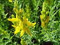 behaarter Ginster (Genista hirsuta)