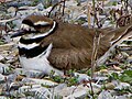 Killdeer