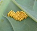 Large White eggs