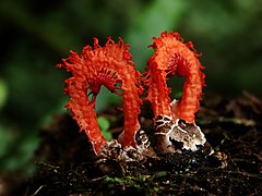 Laternea pusilla, Costa Rica, 2007. Photo by Daniel Jimenez.