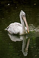 Pelecanus philippensis suude un suudaastelke Asien