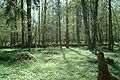 Hutan Białowieża