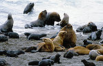 Southern sea lions in the shore