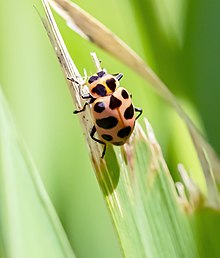 Spotted Pink Lady Beetle