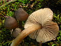 !!Entoloma vernum!!