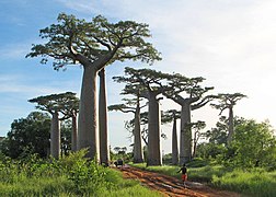 Avenida de los baobabs, Madagascar.