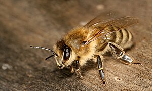 Apis mellifera carnica worker hive entrance 3