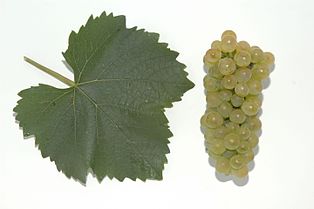 Auxerrois