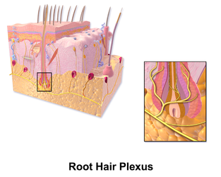 Hair plexus.