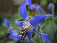 Borago.