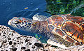Хавайска разновидност на зелената морска костенурка (Chelonia mydas)