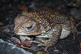 Grand crapaud de Cuba (Peltophryne peltocephala)