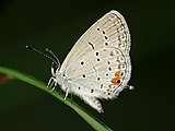 Adult, ventral view of wings.