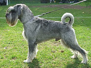 Schnauzer