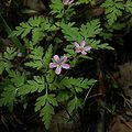 Raudonstiebis snaputis (Geranium robertianum)