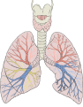 Laringe, trachea, bronchi e bronchioli