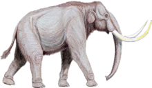 Mammuthus trogontherii122DB.png