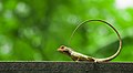 Image 47The oriental garden lizard, eastern garden lizard or changeable lizard (Calotes versicolor) is an agamid lizard found widely distributed in Asia. The pictured specimen was photographed at National Botanical Gardens, Dhaka. Photo Credit: Azim Khan Ronnie