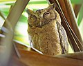 Thumbnail for Sunda scops owl
