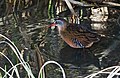 Virginia Rail