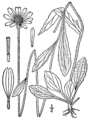 Rudbeckia fulgida