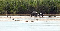 Бегемоты в национальном парке Рузизи