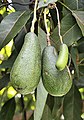 A seedless avocado growing next to two normal avocados in San Pablo Huitzo, Oaxaca.