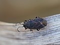 Stygnocoris fuligineus