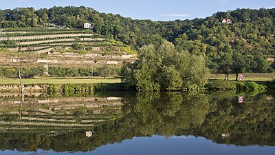 Weinberg zwischen Naumburg und Weißenfels