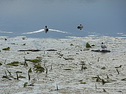 Дикі качки