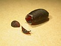 シリアカニクバエの羽化後の囲蛹殻（いようかく）。蓋状に外れた囲蛹殻の前方体節が背方と腹方に分離して脱落している。