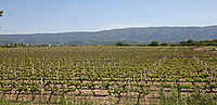 Vindistriktet Ventoux