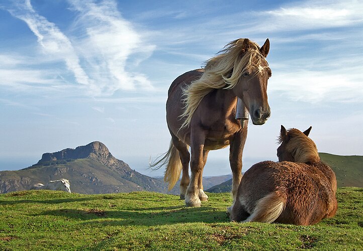 Две лошади (Equus caballus) в горах Страны Басков