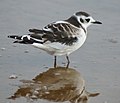 Juvenile; Yyteri, Pori, Suomi - Finland