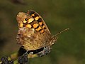 Speckled Wood, by Alvesgaspar