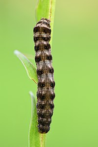 Cerastis rubricosa, de dos