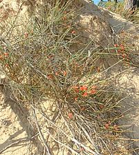 un Ephedra