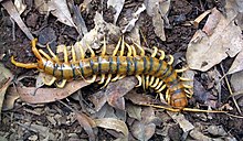 Giant centipede